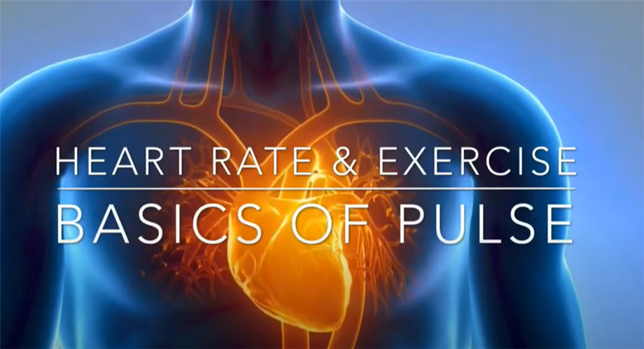 Heart Rate & Exercise Basics of Pulse